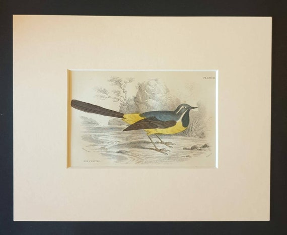 Original c1840 hand coloured bird print in mount - Grey Wagtail
