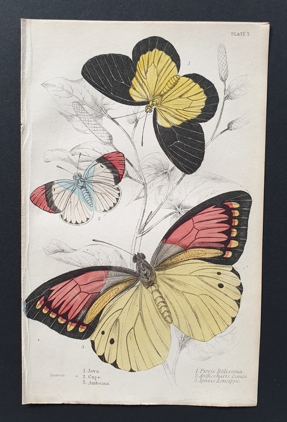 Iphias Leucippe, Anthocharis Danae- Original c1840 hand coloured print