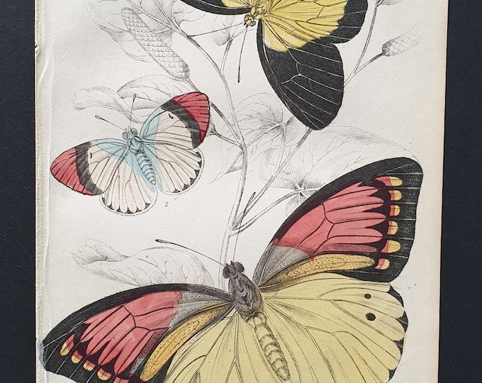 Iphias Leucippe, Anthocharis Danae- Original c1840 hand coloured print