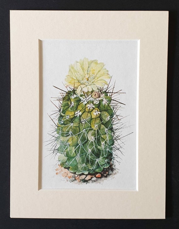 Original 1965 cacti print in a mount