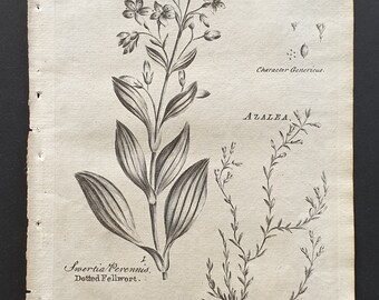 Dotted Fellwort and Trailing Azaly - Original 1802 Culpeper engraving (6)