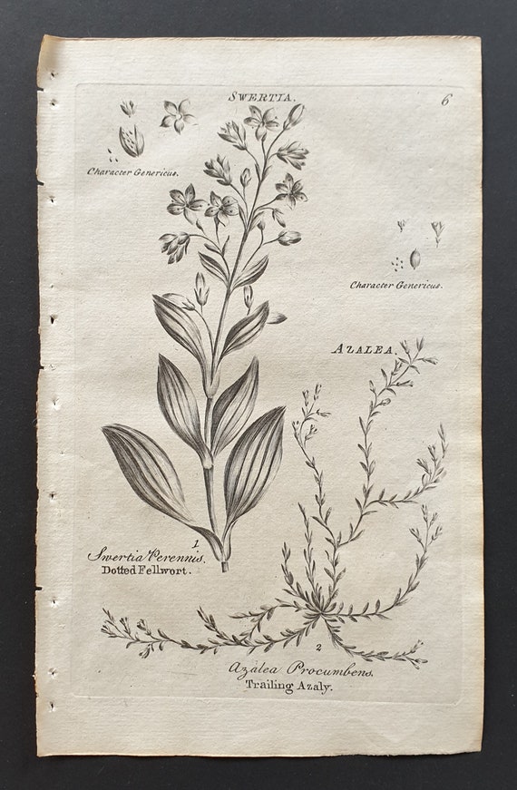 Dotted Fellwort and Trailing Azaly - Original 1802 Culpeper engraving (6)