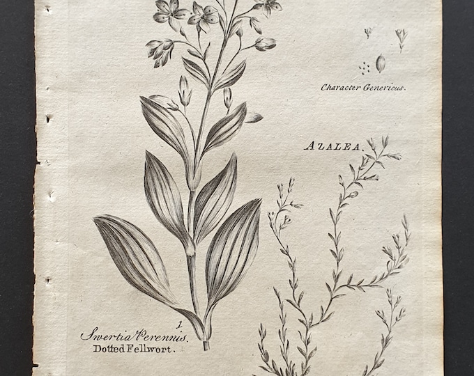Dotted Fellwort and Trailing Azaly - Original 1802 Culpeper engraving (6)