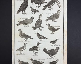 Birds - Original c1785 Antique Print