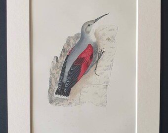 Wall Creeper - Original 1891 hand coloured bird print in mount