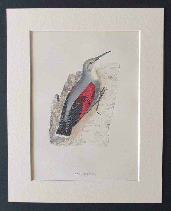 Original 1891 hand coloured bird print in mount - Wall Creeper