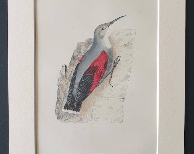 Original 1891 hand coloured bird print in mount - Wall Creeper