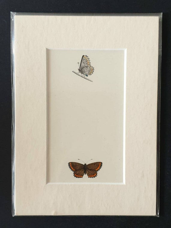 Original 1890 butterflies print in mount