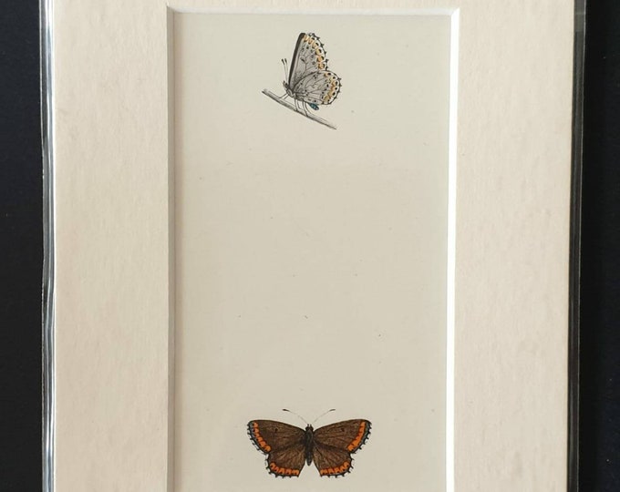 Original 1890 butterflies print in mount
