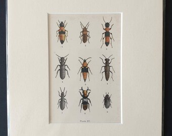 Beetles - Original hand coloured 1875 print in mount