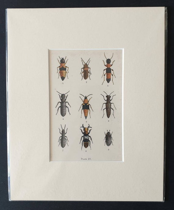 Original hand coloured 1875 beetle print in mount