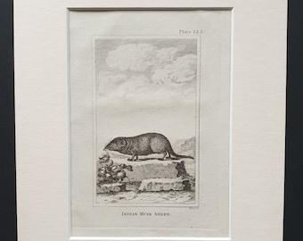 Indian Musk Shrew - Original 1812 Buffon print in mount