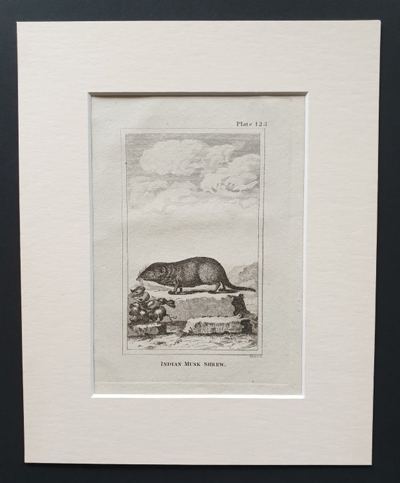 Indian Musk Shrew - Original 1812 Buffon print in mount