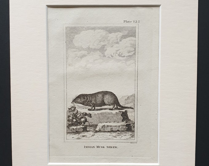Indian Musk Shrew - Original 1812 Buffon print in mount