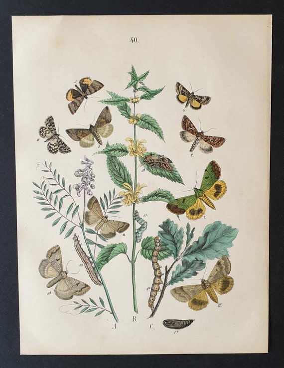 Original 1898 hand coloured Butterflies and Moths print