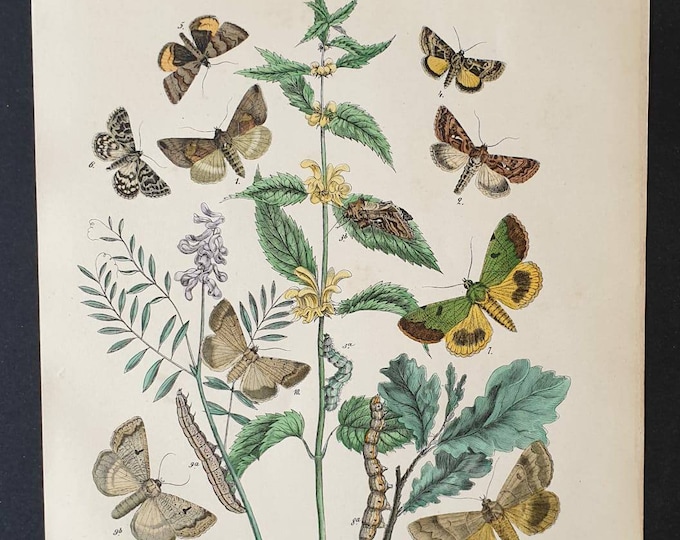 Original 1898 hand coloured Butterflies and Moths print