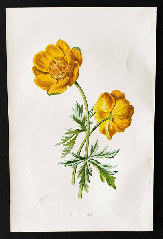 Original 1890 flower print - Globe Flower