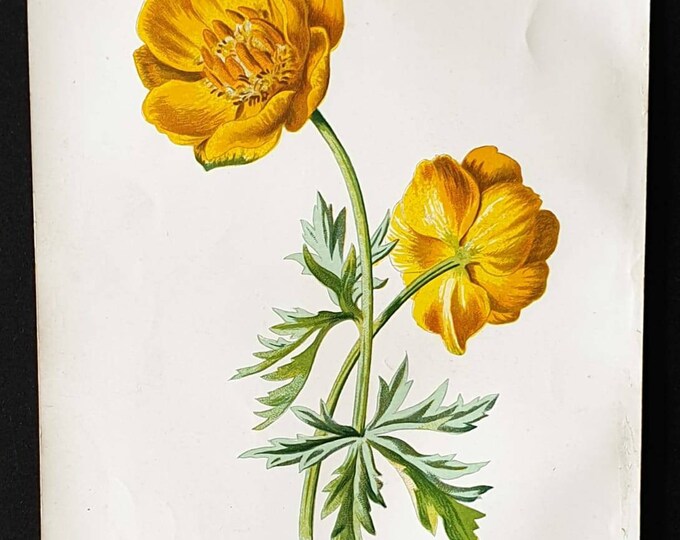 Original 1890 flower print - Globe Flower