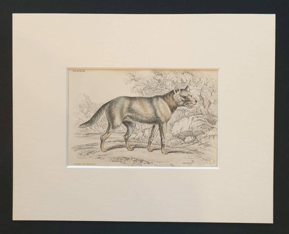 Original 1839 hand coloured mammalia print in mount - Hoary Aguara Dog