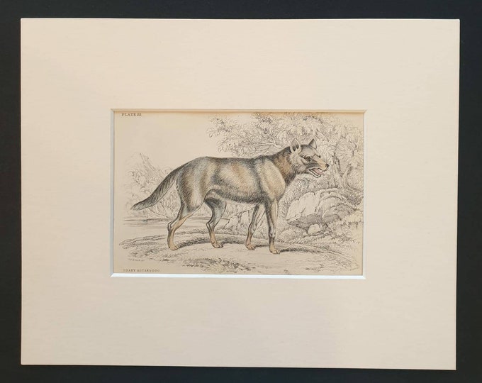 Original 1839 hand coloured mammalia print in mount - Hoary Aguara Dog