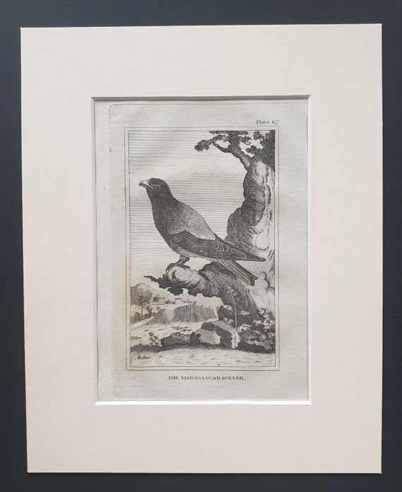 The Madagascar Roller - Original 1812 Buffon print in mount (67)