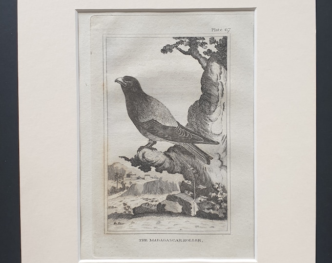 The Madagascar Roller - Original 1812 Buffon print in mount (67)