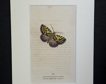 The Margate Beauty Moth - Original 1832 Hand Coloured Antique Print