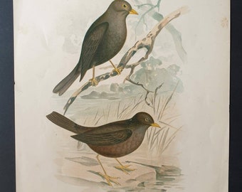 Grey Headed and Vinous Blackbirds - Original 1890 large bird print
