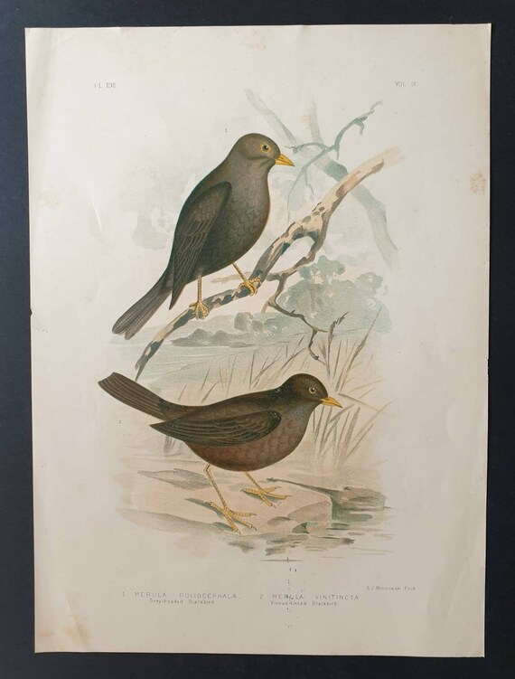 Original 1890 large bird print - Grey Headed and Vinous Blackbirds