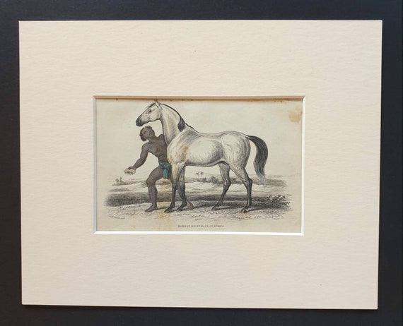 Original 1841 hand coloured horse print - Bornou White
