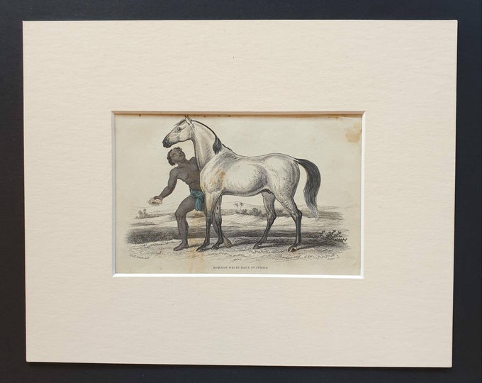 Original 1841 hand coloured horse print - Bornou White