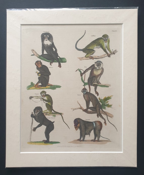 Monkeys - original 1827 hand coloured William Smellie print