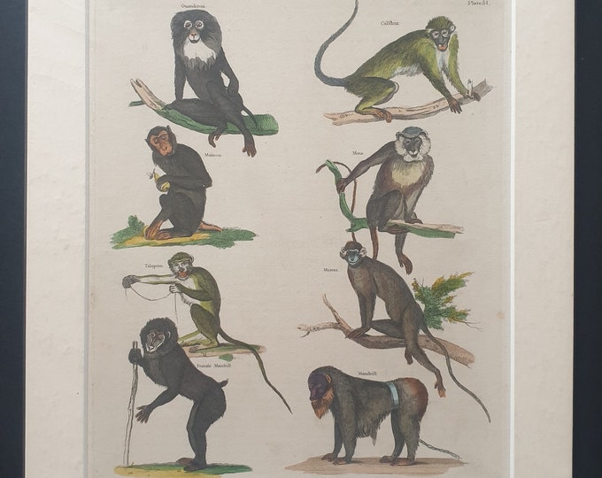 Monkeys - original 1827 hand coloured William Smellie print
