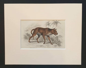 Dhole of Ceylon - Original 1839 hand coloured mammalia print in mount