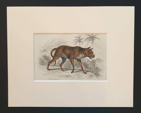 Original 1839 hand coloured mammalia print in mount - Dhole of Ceylon