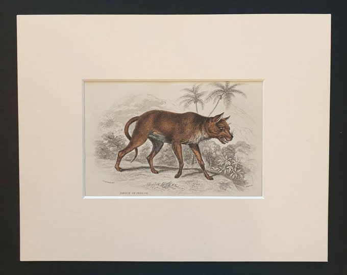 Original 1839 hand coloured mammalia print in mount - Dhole of Ceylon