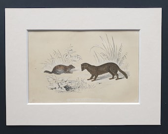 The Sable and Polecat - Original 1851 John Tallis woodblock print