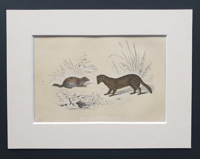 The Sable and Polecat - Original 1851 John Tallis woodblock print