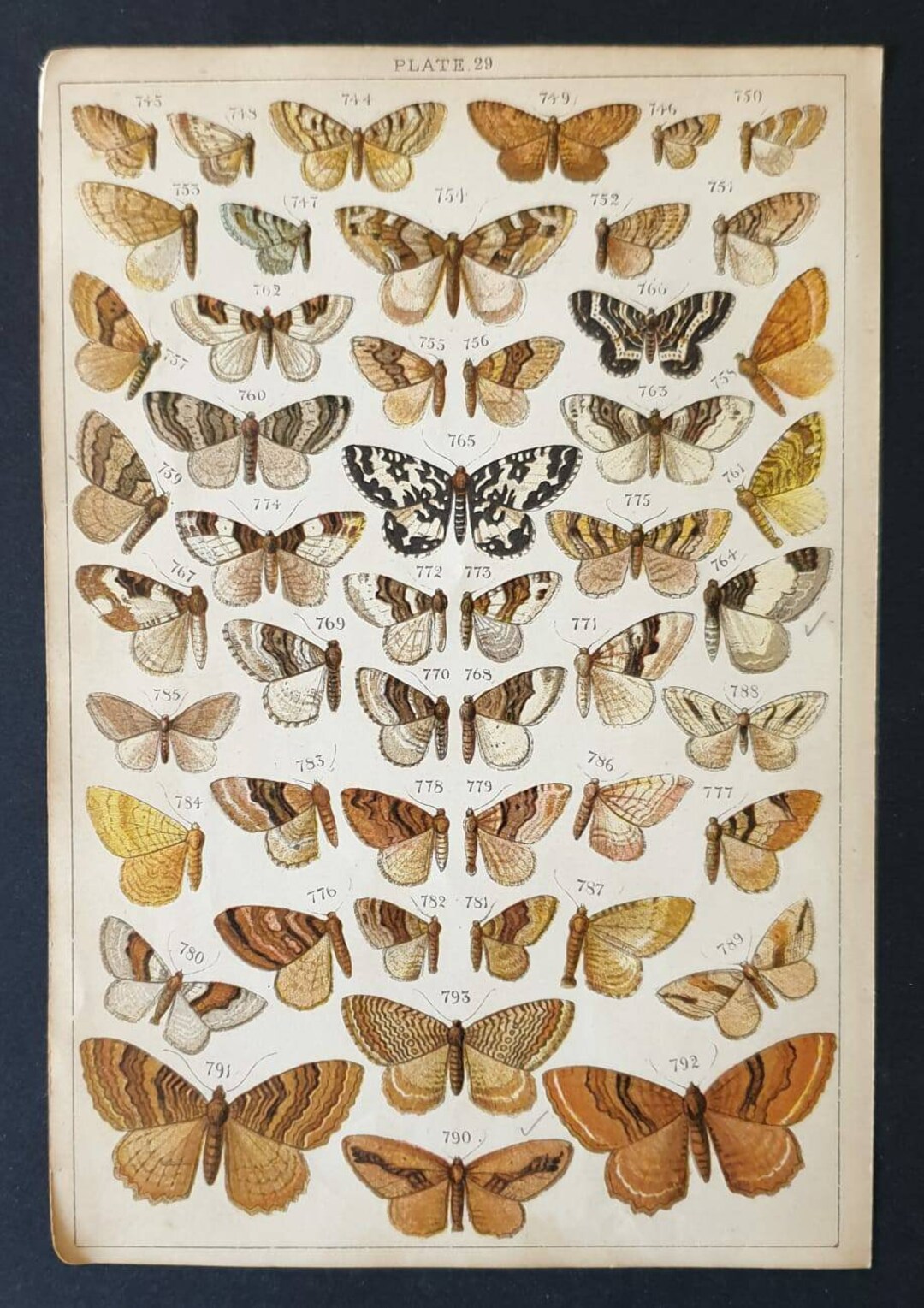 Original 1915 Butterfly and Moth Prints Etsy UK