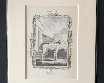 Harrier - Original 1791 Buffon print in mount