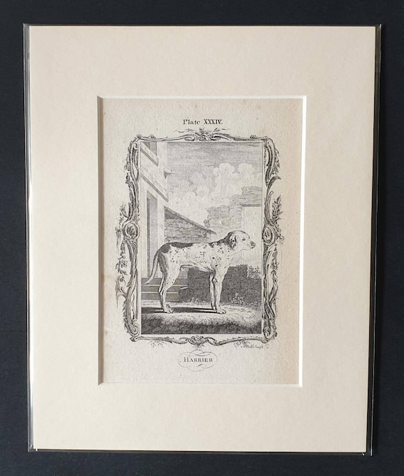 Original 1791 Buffon print in mount - Harrier