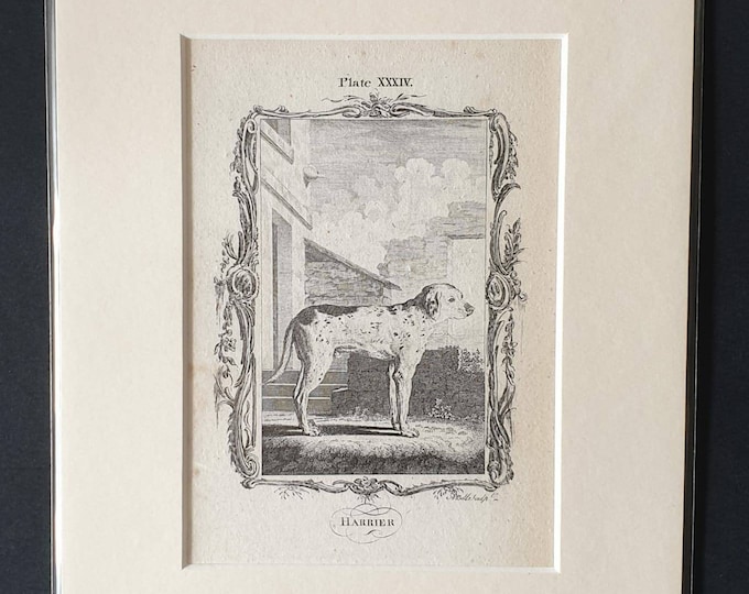 Original 1791 Buffon print in mount - Harrier