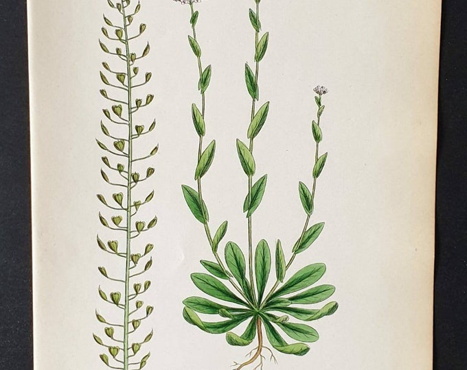 Original 1863 hand coloured botanical print - Short styled Alpine Penny Cross