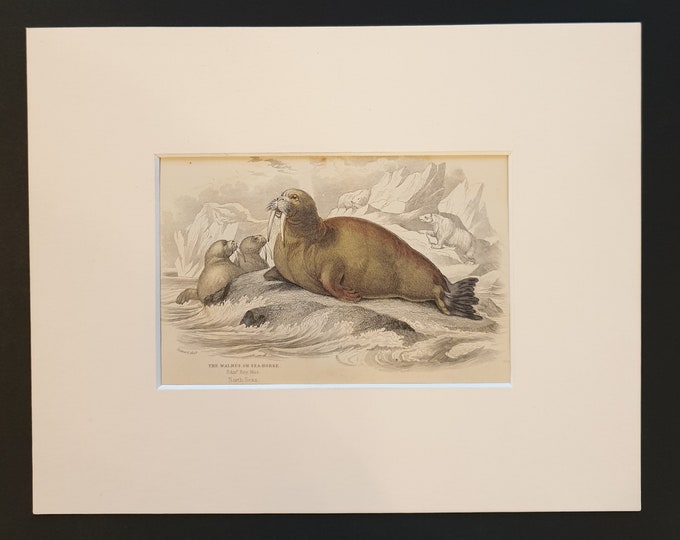 The Walrus  - Original 1839 hand coloured print in mount