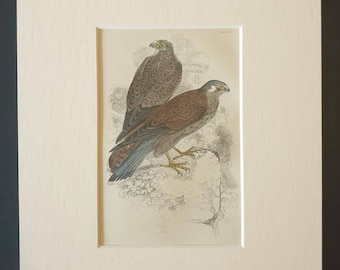 Kestrel - Original c1840 hand coloured bird print in mount