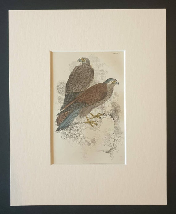 Original c1840 hand coloured bird print in mount - Kestrel