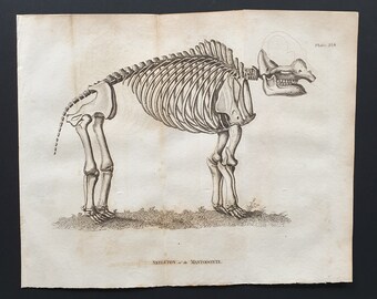 Skeleton of the Mastodonte - Original 1812 Buffon print