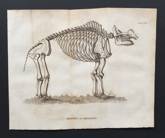 Skeleton of the Mastodonte - Original 1812 Buffon print