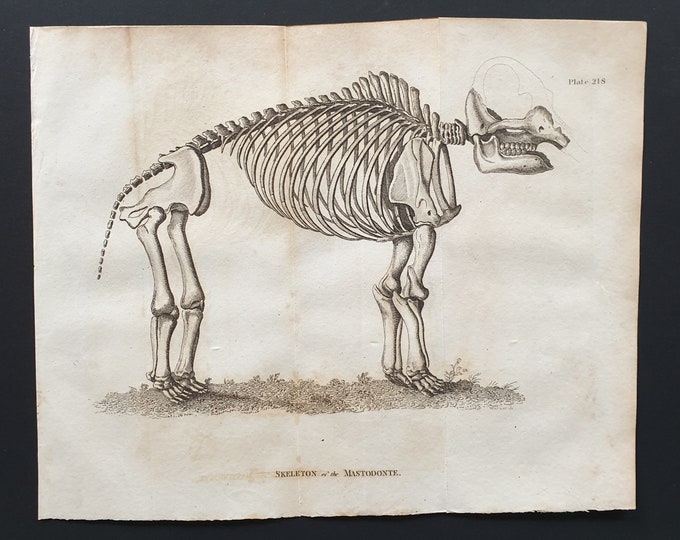 Skeleton of the Mastodonte - Original 1812 Buffon print