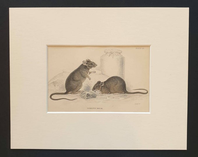 Original 1838 hand coloured mammalia print in mount - Domestic Mouse
